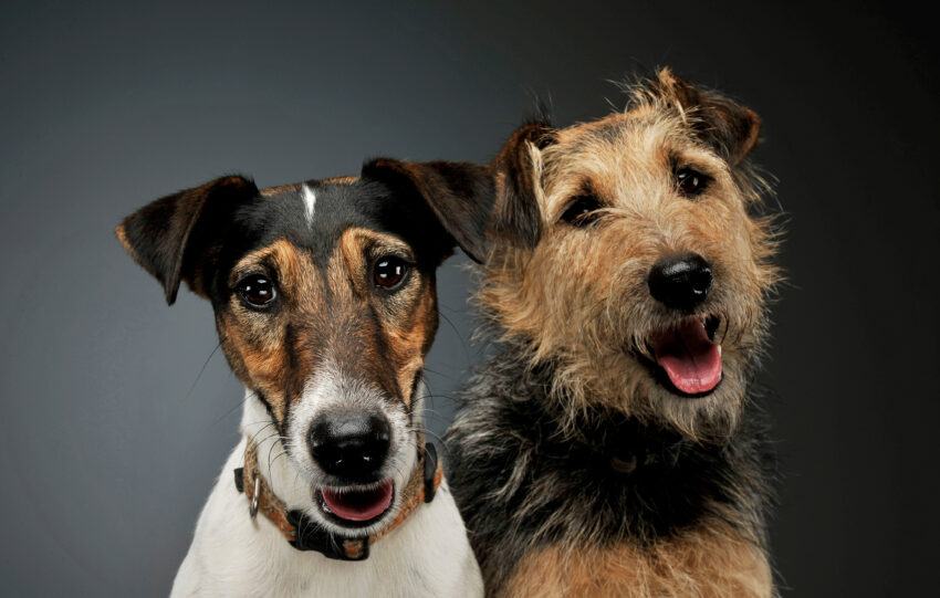 Dogs