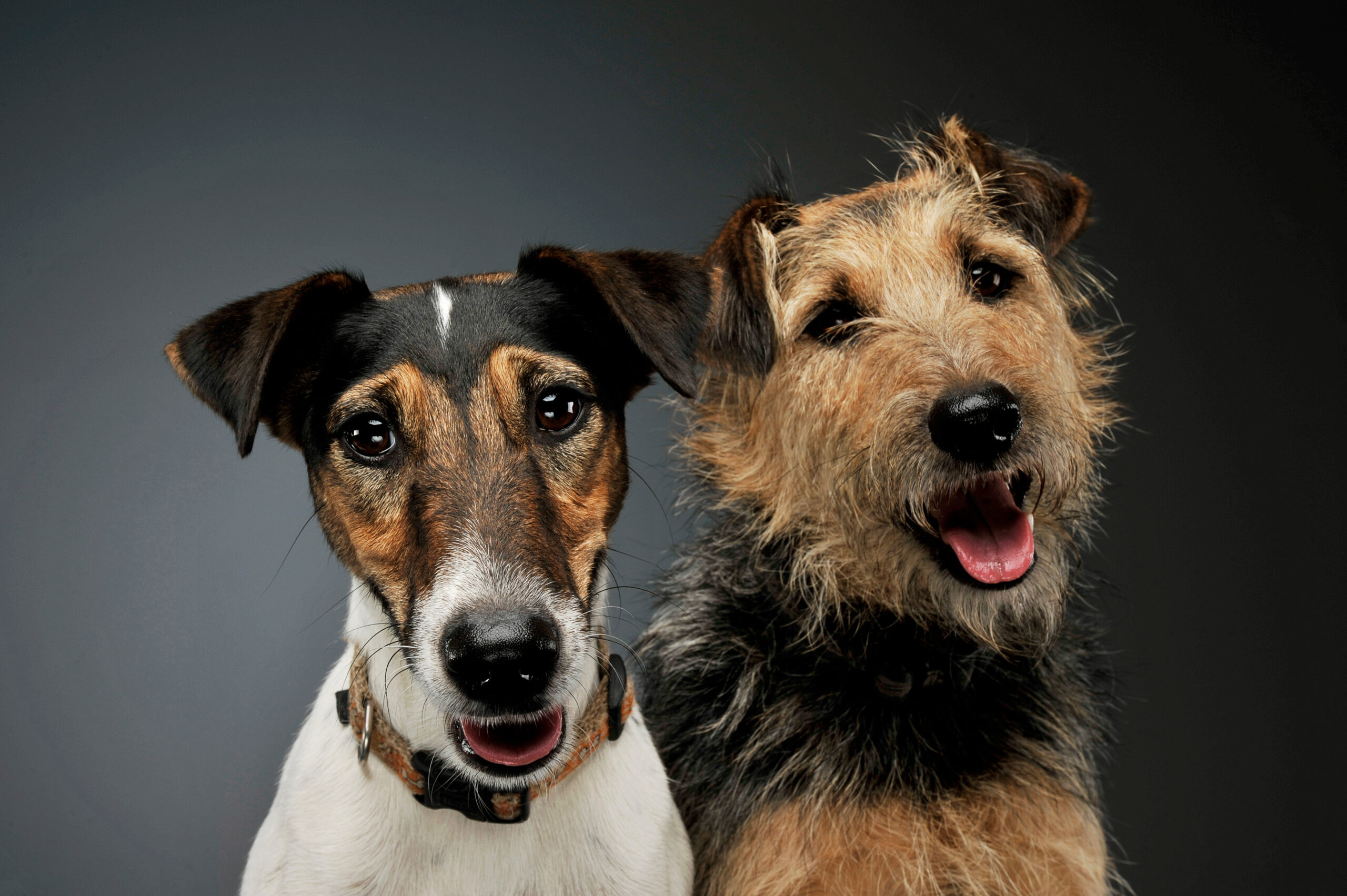 Dogs